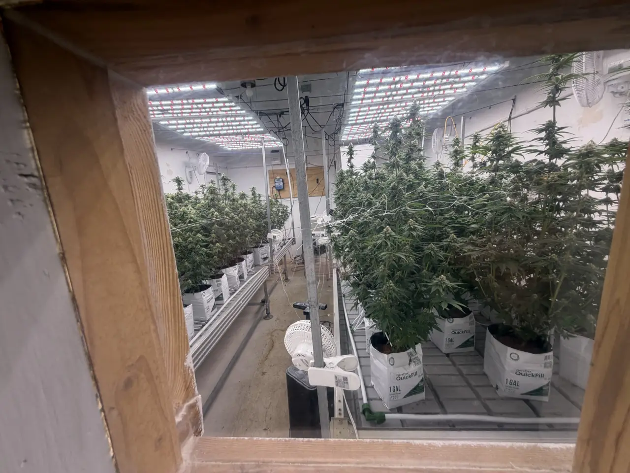 Looking through the little window into the grow room: rows of flowering plants under the lights