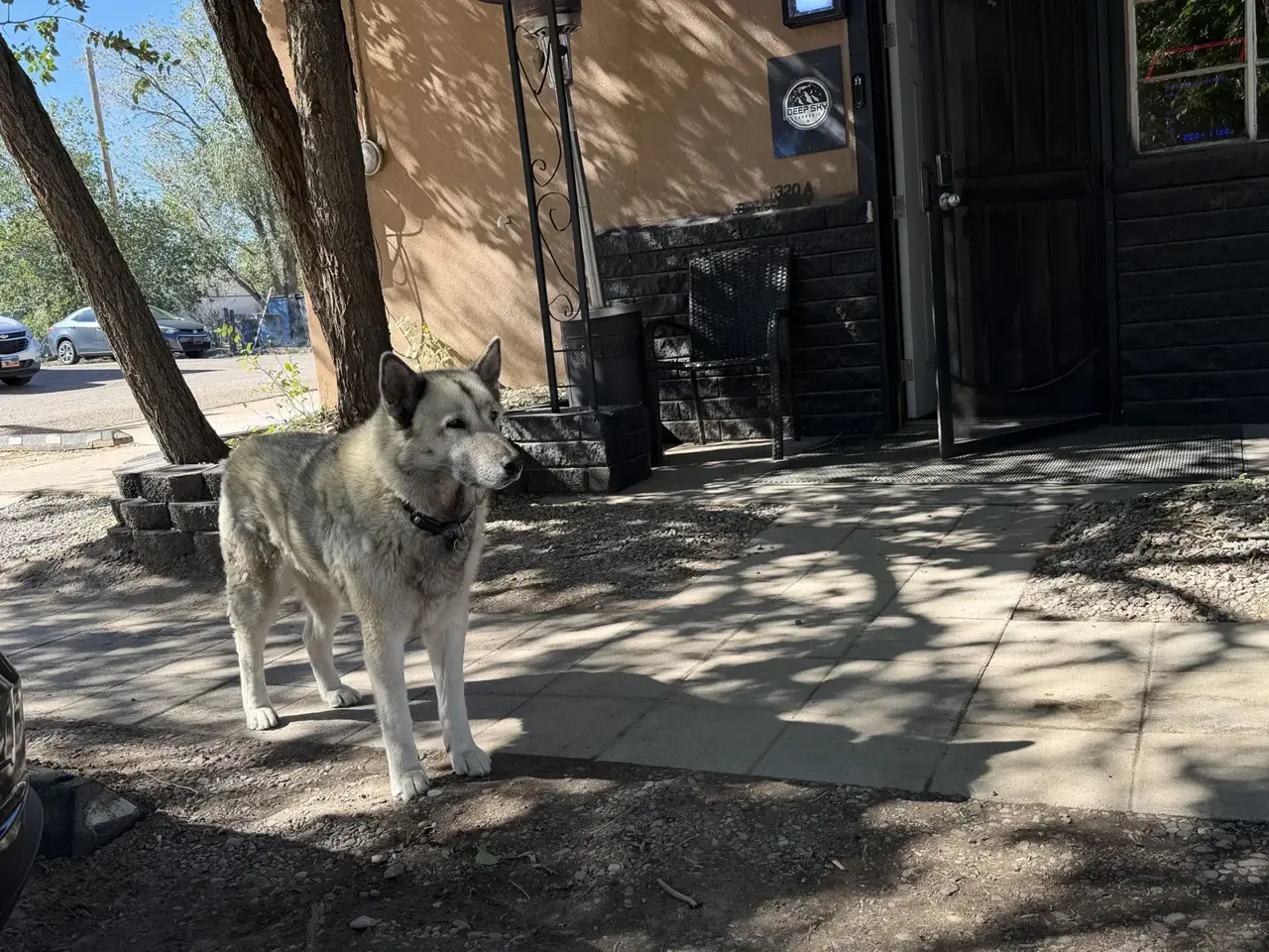 Sadie the husky out front at Deep Sky Midtown