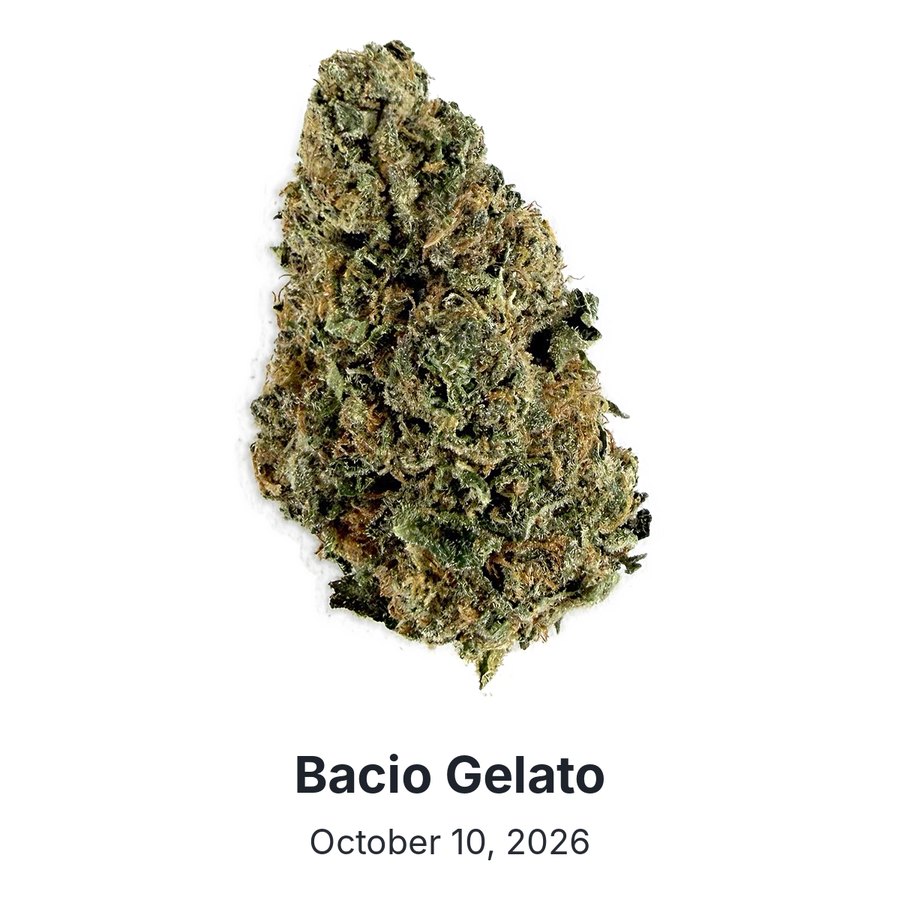 Bacio Gelato flower