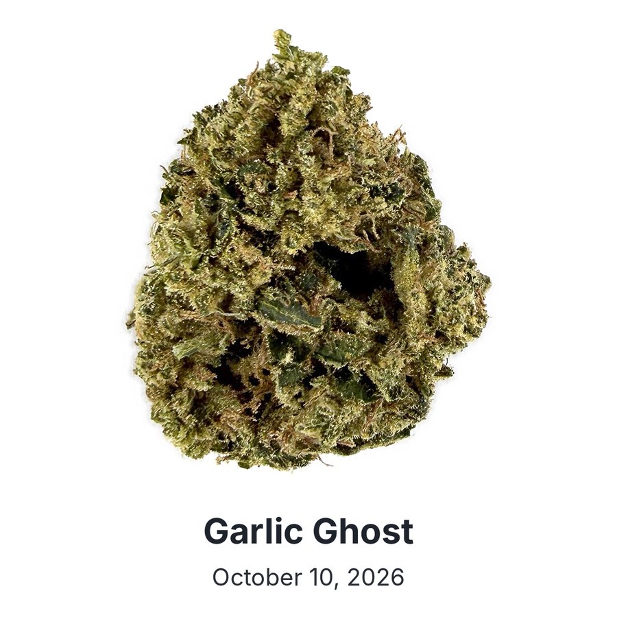 Garlic Ghost flower